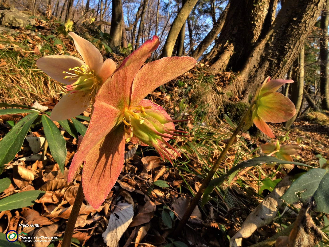 70 Ellebori (Helleborus niger) in fruttescenza.JPG